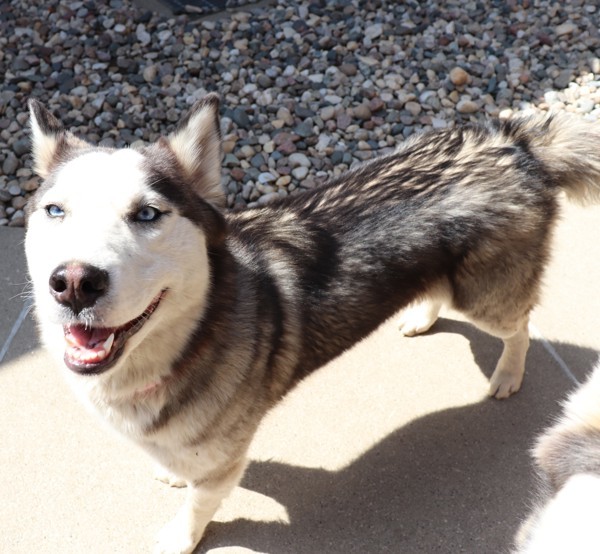 Koda