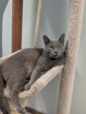 Meet Patrick Star - Your Purrfect Undersea Companion Looking for your very own SpongeBob-style best