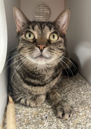 Focaccia, Senior Female Domestic Short Hair