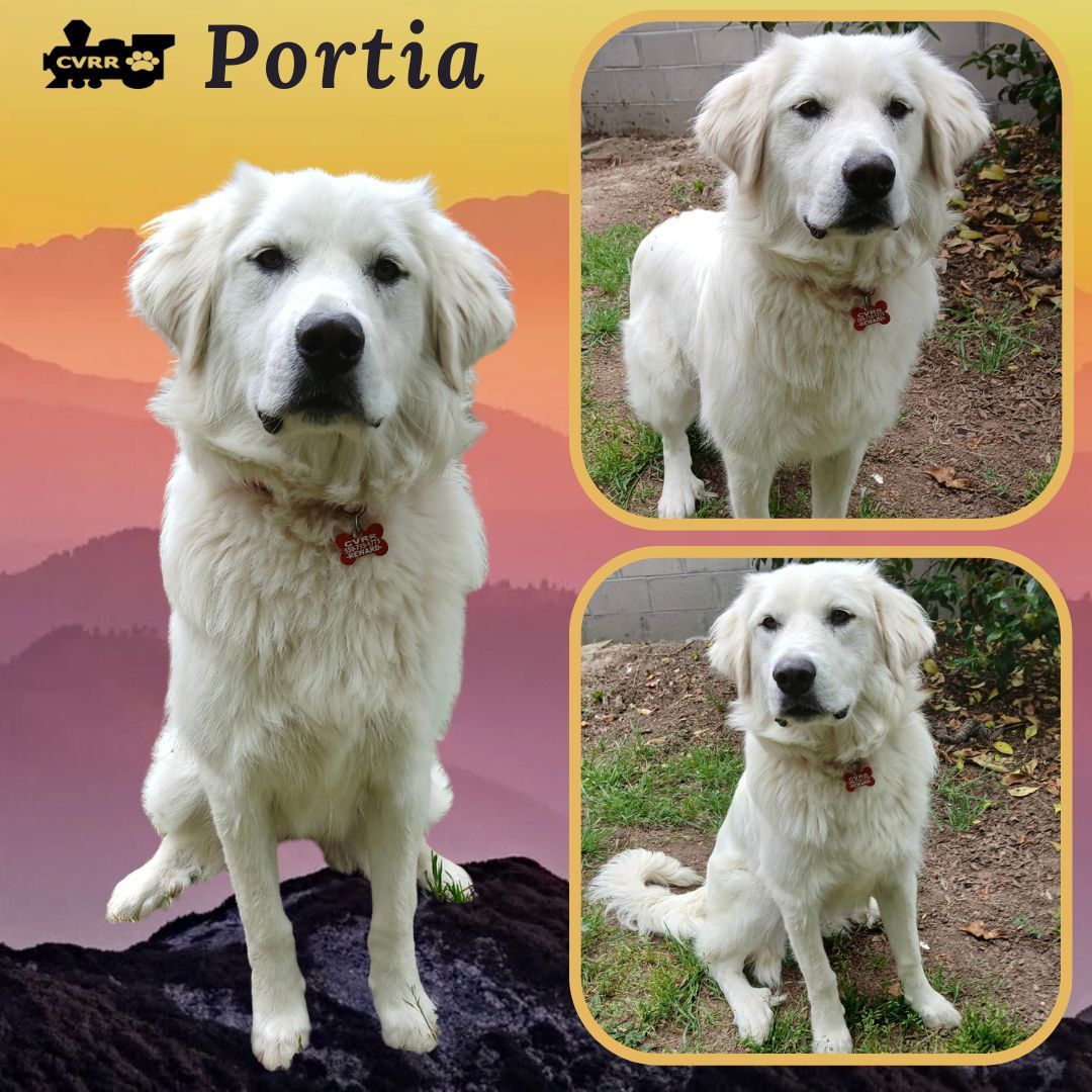 Portia