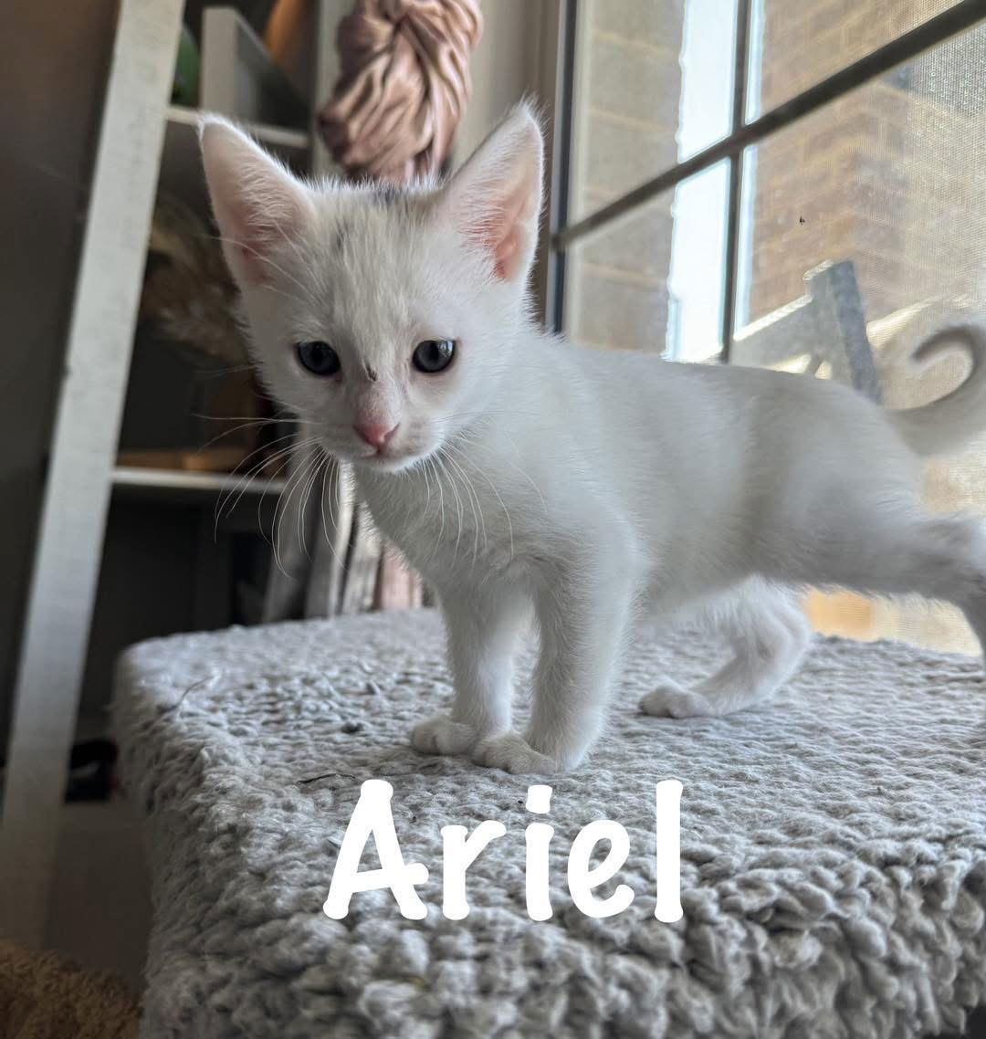 Ariel