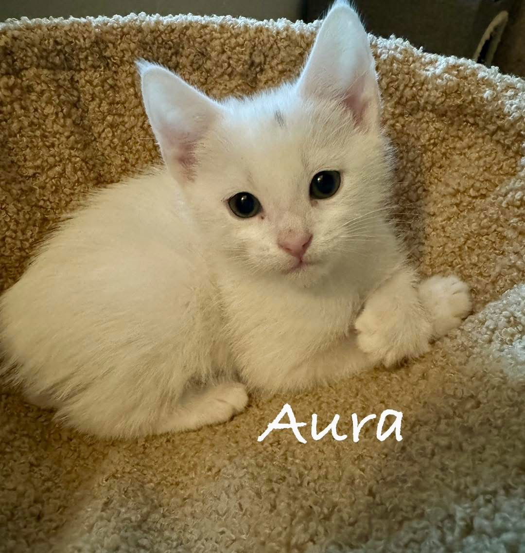 Aura