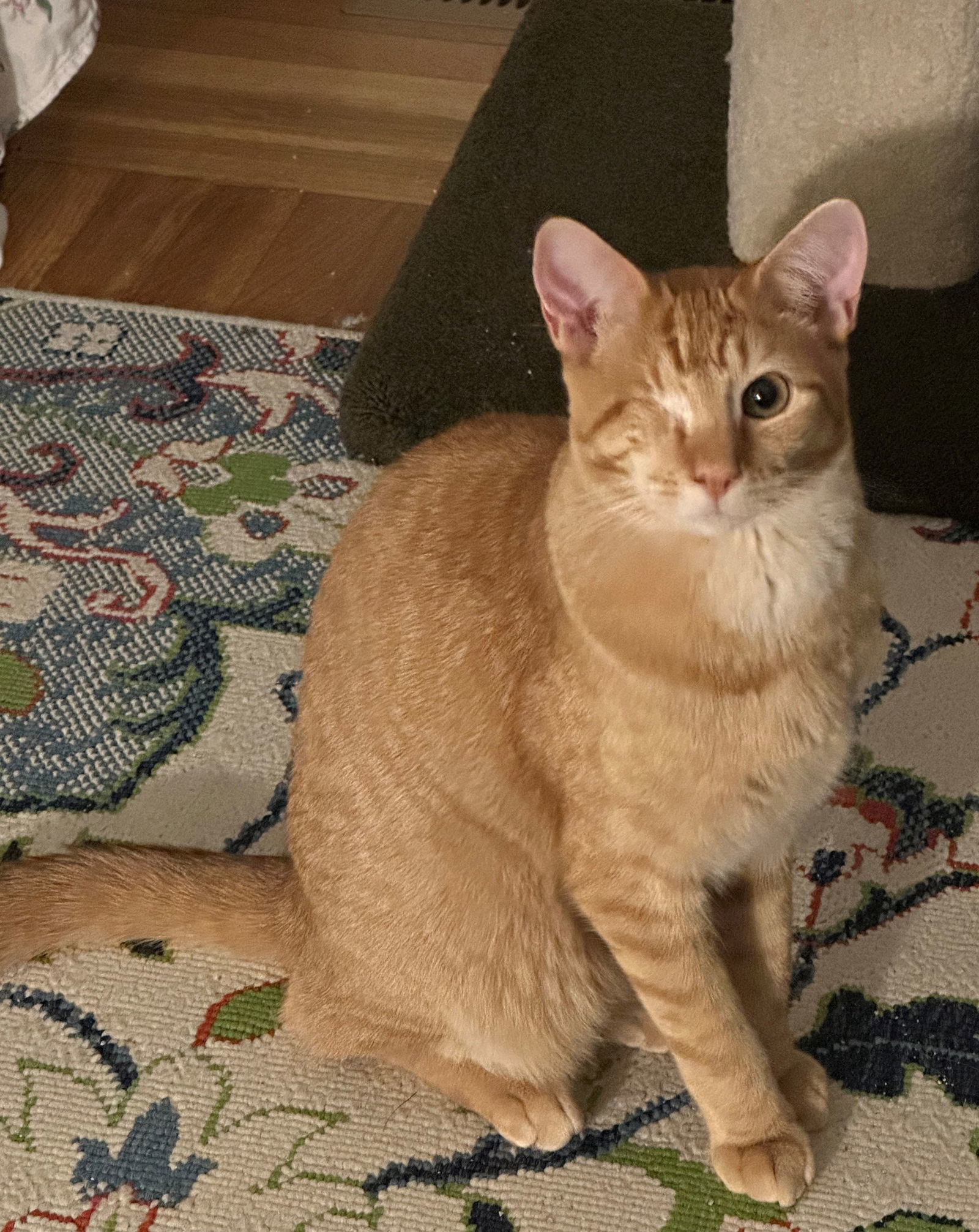 pip