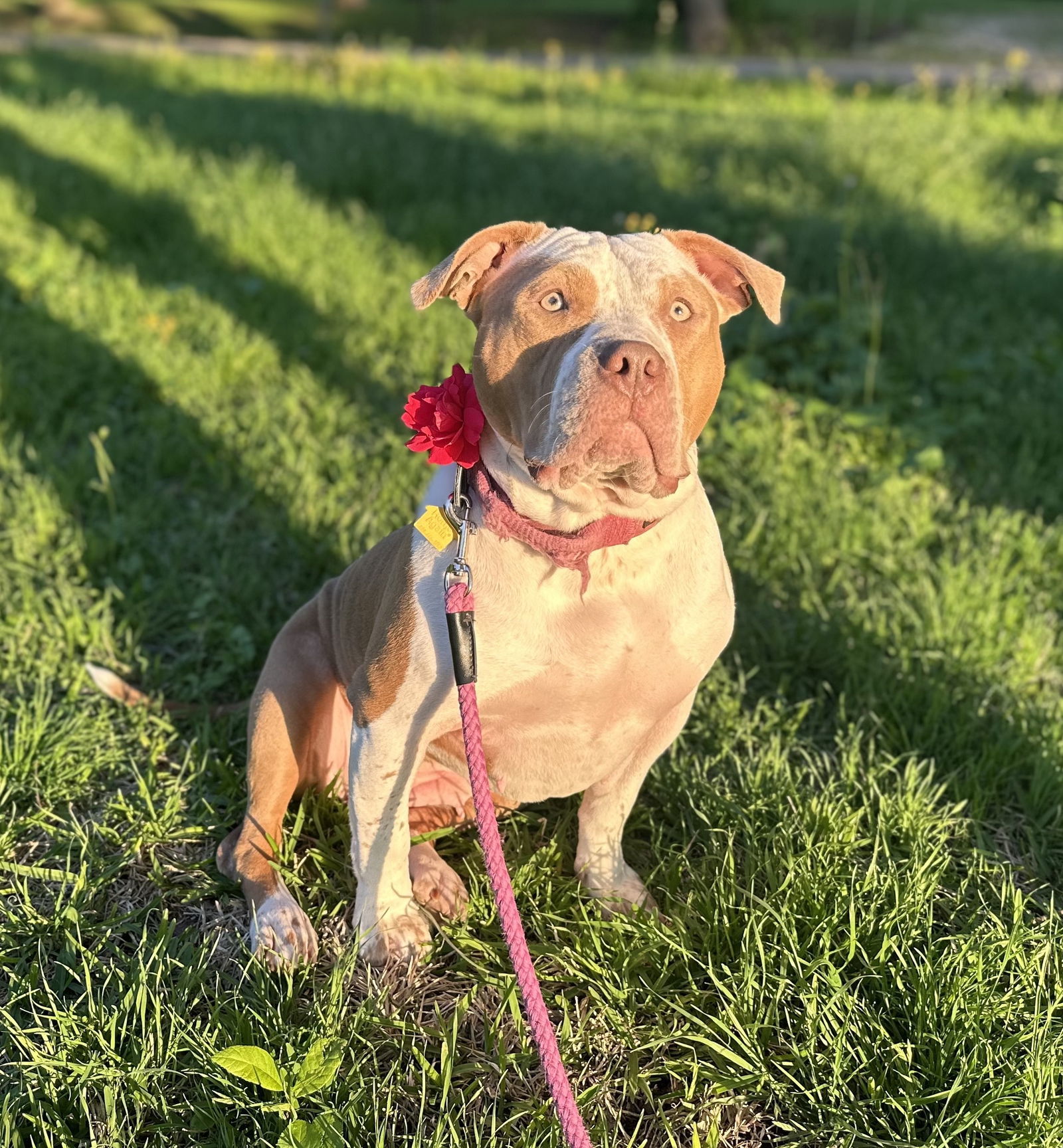 Rosie X (New Digs)