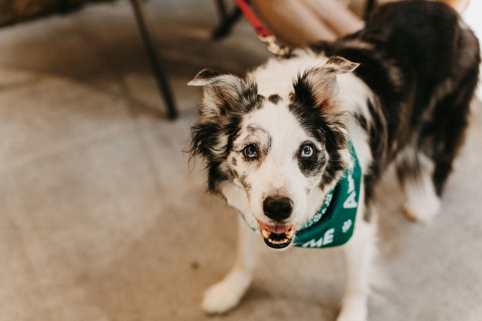 Dai Mar, an adoptable Collie, Australian Cattle Dog / Blue Heeler in Saint Cloud, MN, 56303 | Photo Image 1
