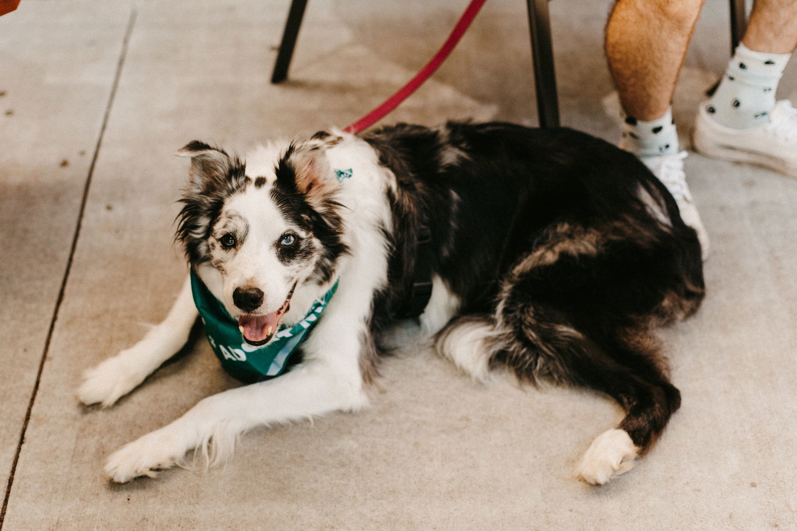 Dai Mar, an adoptable Collie, Australian Cattle Dog / Blue Heeler in Saint Cloud, MN, 56303 | Photo Image 2