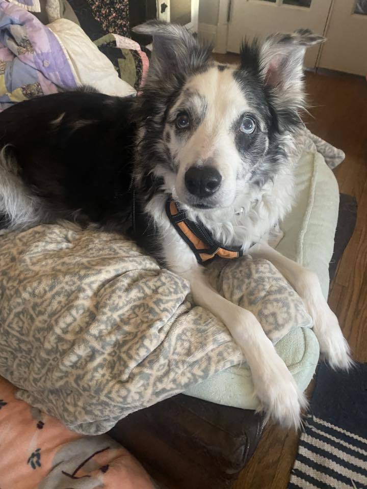 Dai Mar, an adoptable Collie, Australian Cattle Dog / Blue Heeler in Saint Cloud, MN, 56303 | Photo Image 3