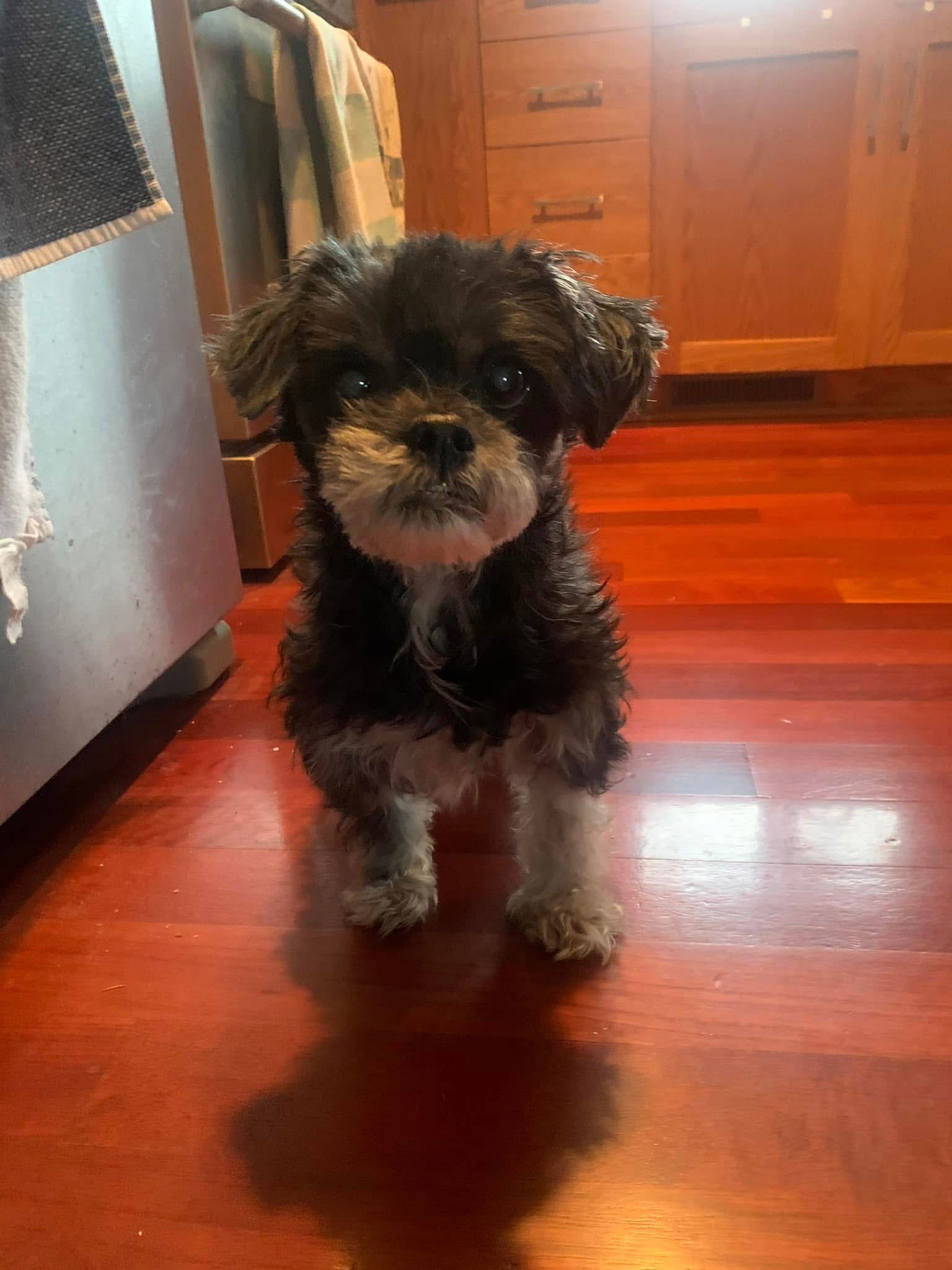 Poppy