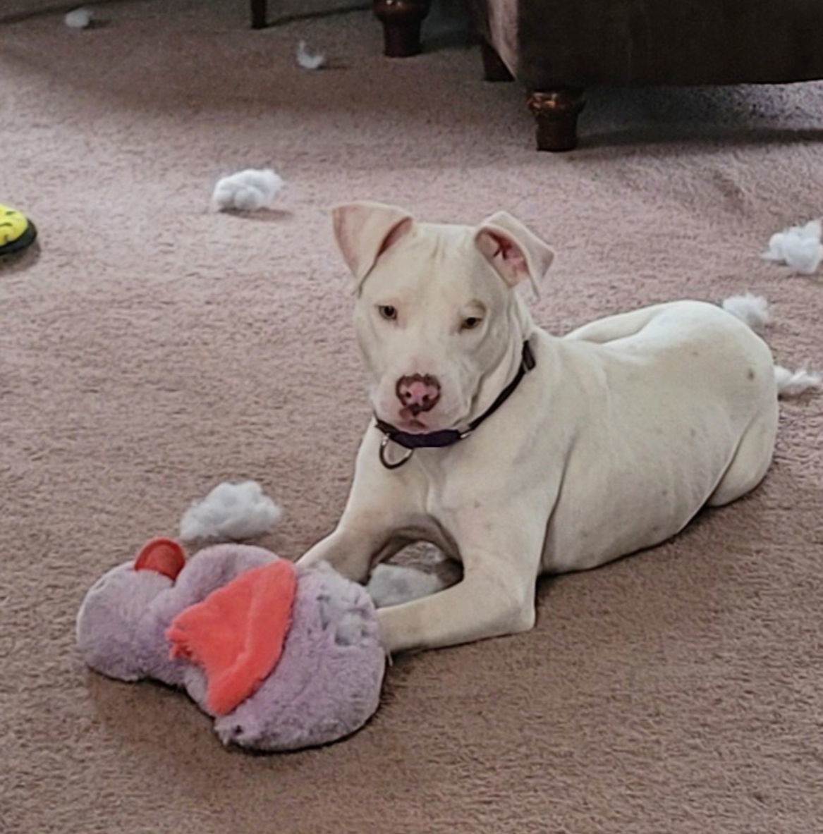 Arlo