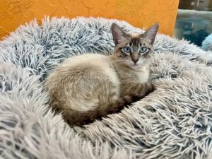 Aimee, Young Female Siamese