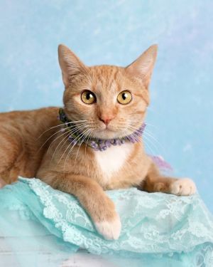 Meadow, Adult Female Tabby