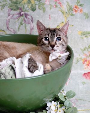 Pacifica, Young Female Siamese