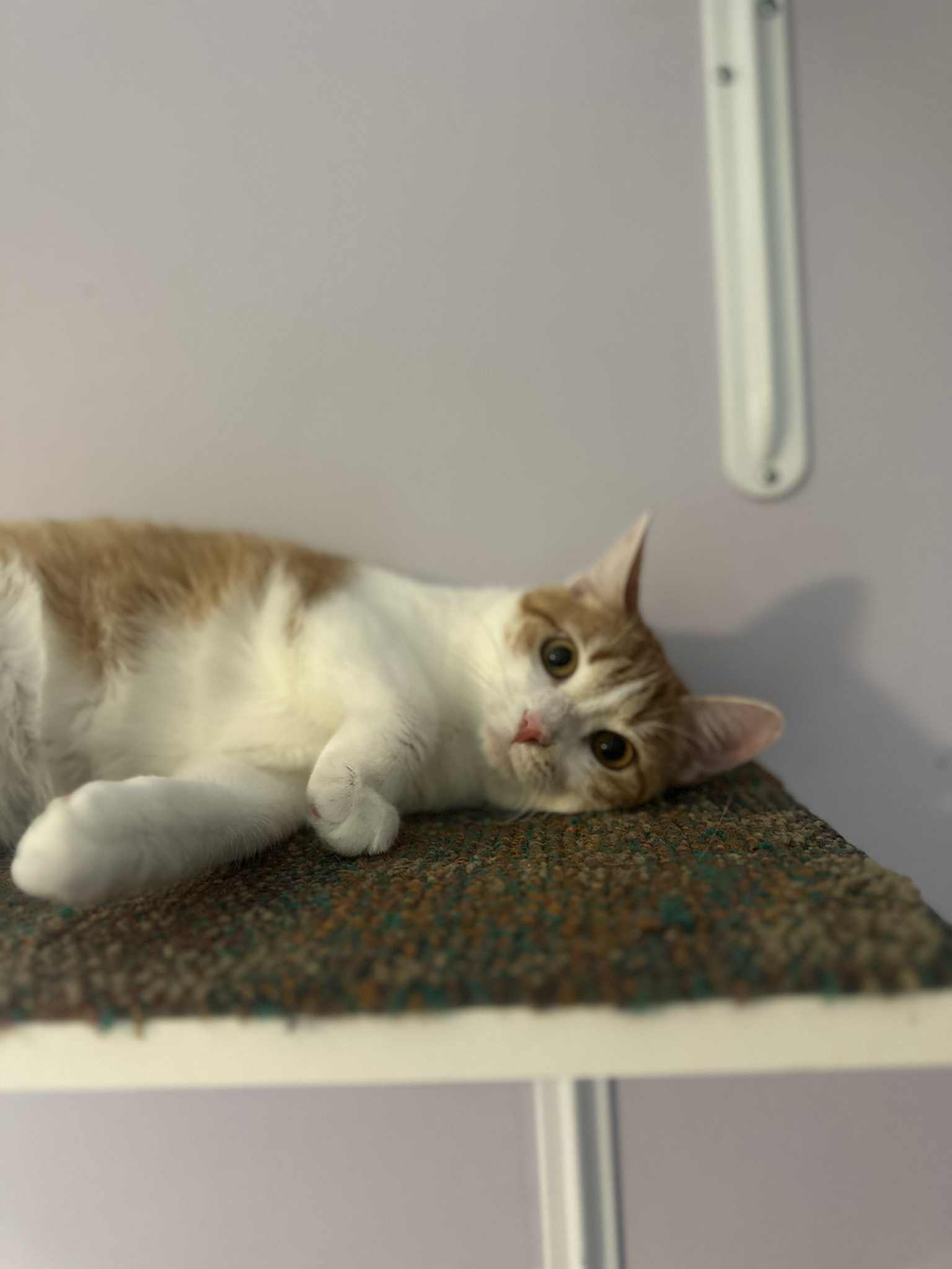 Herrera the survivor!