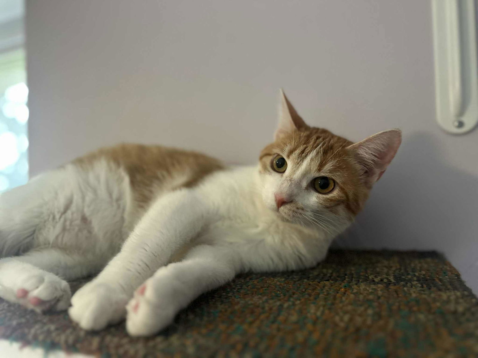 Herrera the survivor!