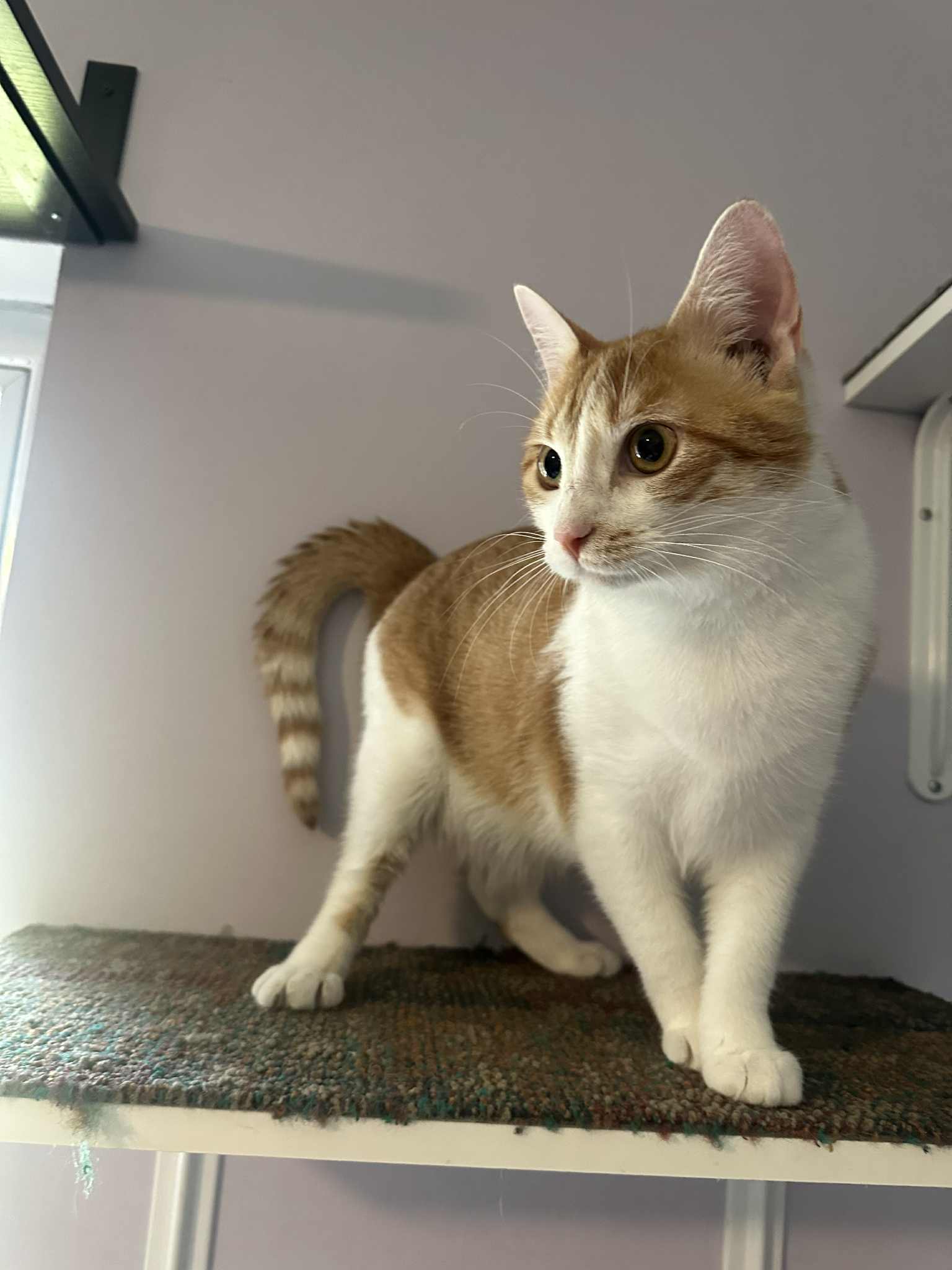 Herrera the survivor!