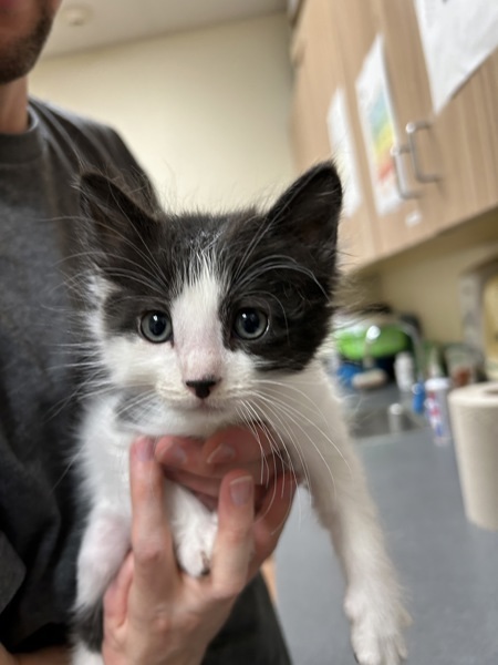 Scamp, an adoptable Domestic Short Hair in Kennewick, WA, 99336 | Photo Image 1