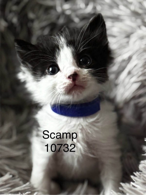 Scamp, an adoptable Domestic Short Hair in Kennewick, WA, 99336 | Photo Image 2