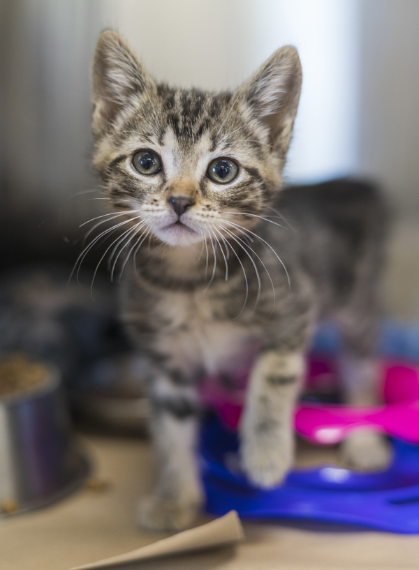 Eva, an adoptable Domestic Short Hair in Kennewick, WA, 99336 | Photo Image 1