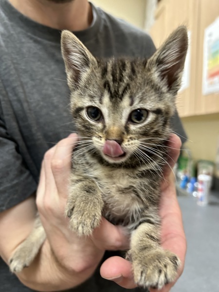 Eva, an adoptable Domestic Short Hair in Kennewick, WA, 99336 | Photo Image 2