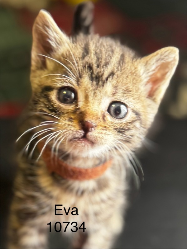 Eva, an adoptable Domestic Short Hair in Kennewick, WA, 99336 | Photo Image 3
