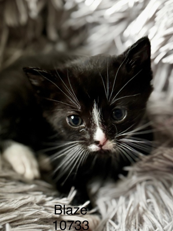 Blaze, an adoptable Domestic Short Hair in Kennewick, WA, 99336 | Photo Image 2