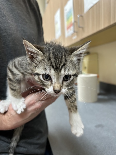 Bingo, an adoptable Domestic Short Hair in Kennewick, WA, 99336 | Photo Image 1