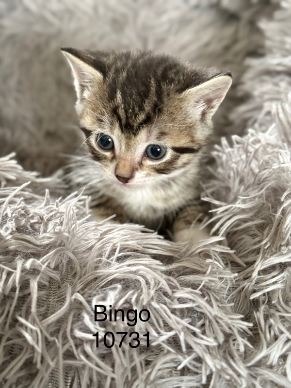 Bingo, an adoptable Domestic Short Hair in Kennewick, WA, 99336 | Photo Image 2