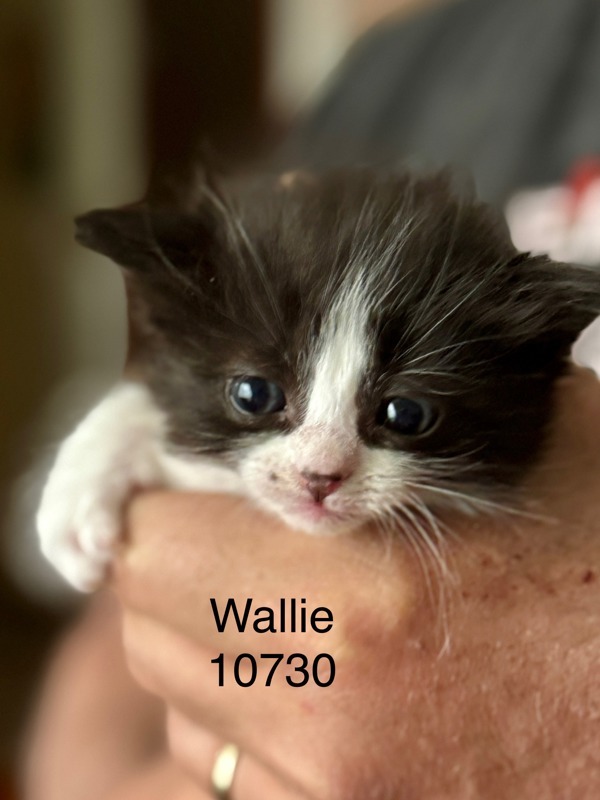 Wallie, an adoptable Domestic Short Hair in Kennewick, WA, 99336 | Photo Image 2