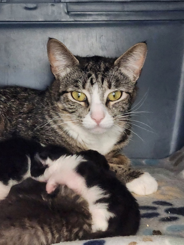 Bebe, an adoptable Domestic Short Hair in Kennewick, WA, 99336 | Photo Image 1