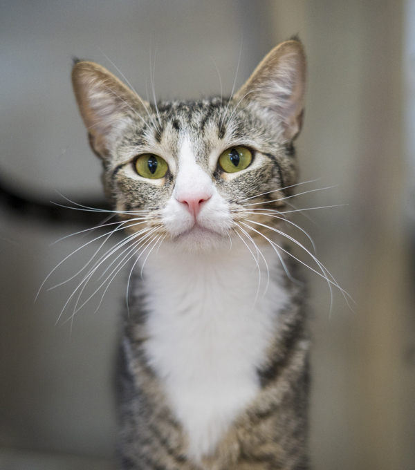 Bebe, an adoptable Domestic Short Hair in Kennewick, WA, 99336 | Photo Image 1