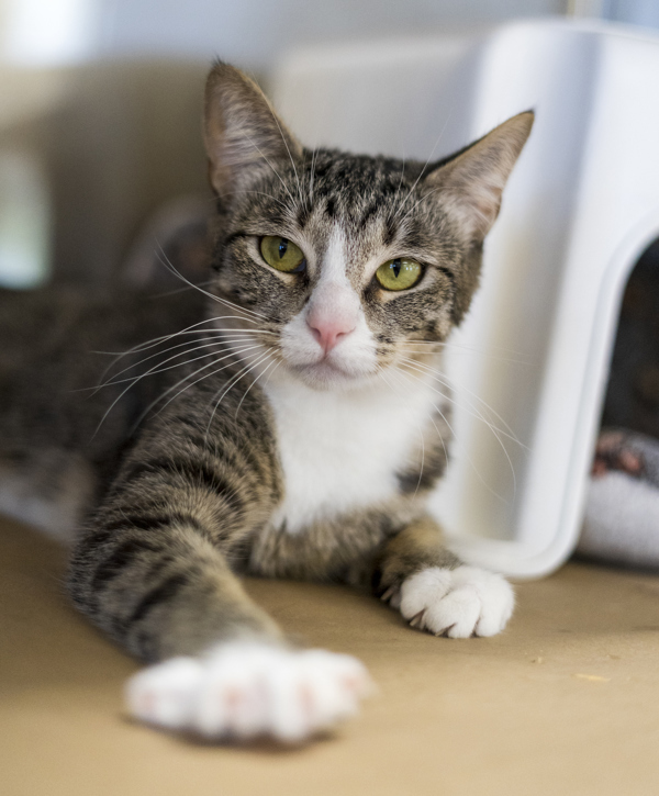 Bebe, an adoptable Domestic Short Hair in Kennewick, WA, 99336 | Photo Image 2