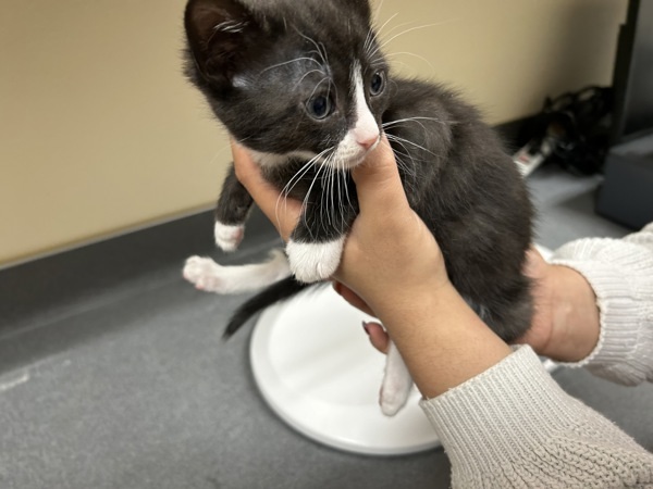 Buttercup, an adoptable Domestic Short Hair in Kennewick, WA, 99336 | Photo Image 1