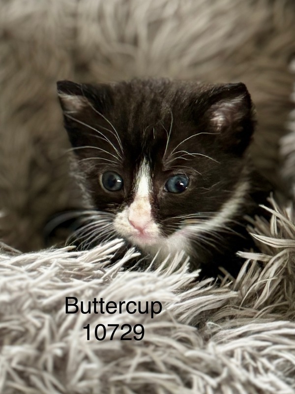 Buttercup, an adoptable Domestic Short Hair in Kennewick, WA, 99336 | Photo Image 2