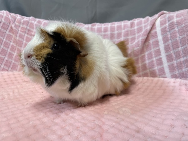 Frankie
