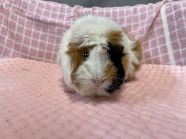 Frankie