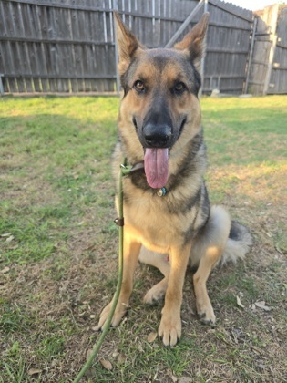 Oso