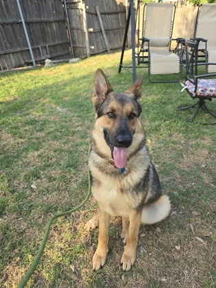 Oso