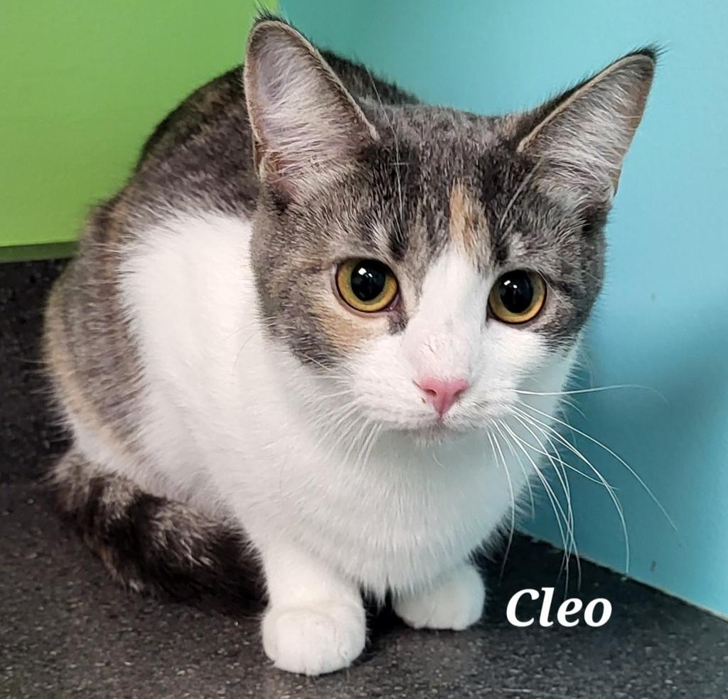 Cleo