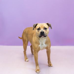 Pen 169c Maggie American Staffordshire Terrier Dog