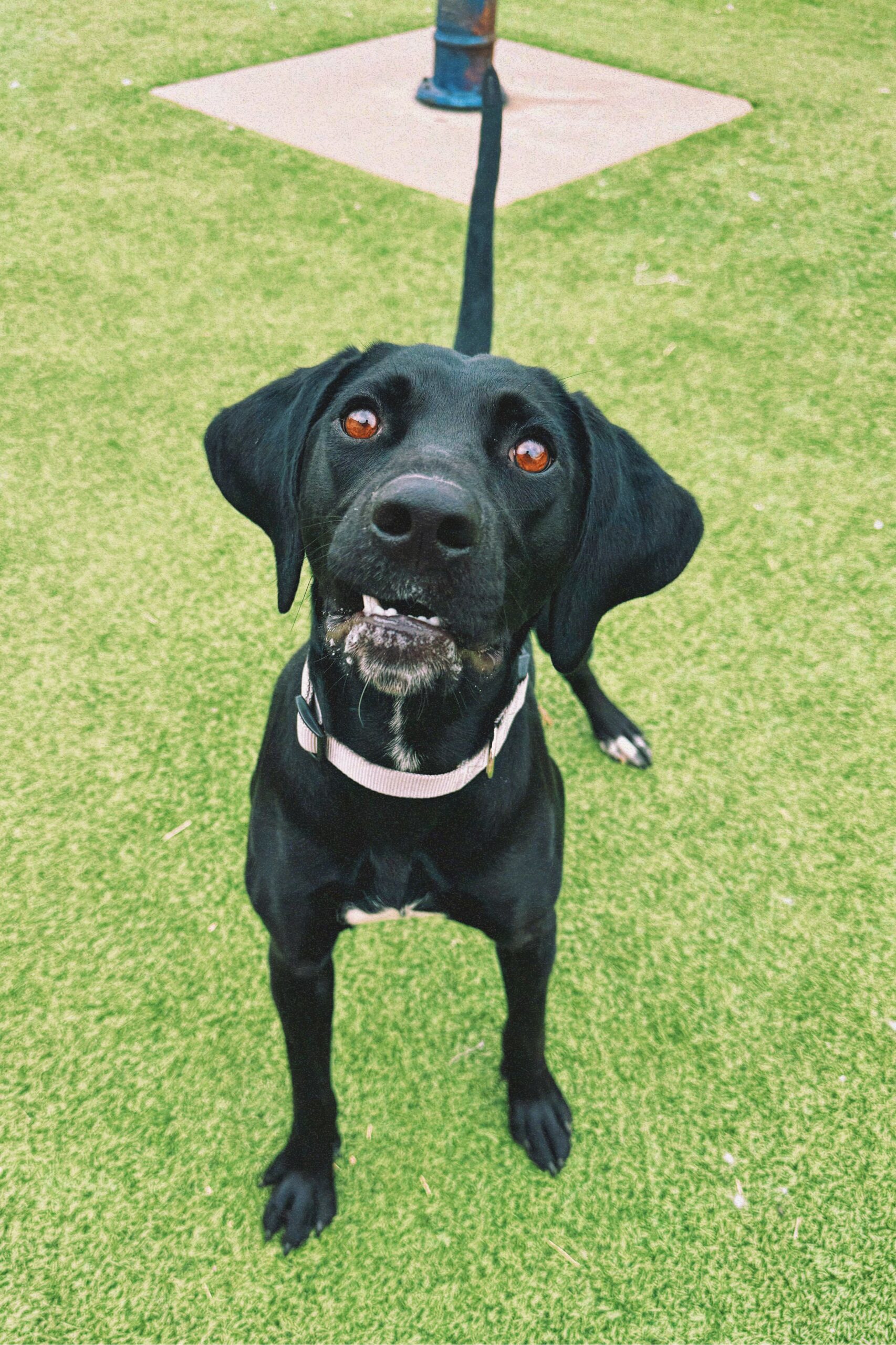Kazoo, an adoptable Pointer, Black Labrador Retriever in Hays, KS, 67601 | Photo Image 1
