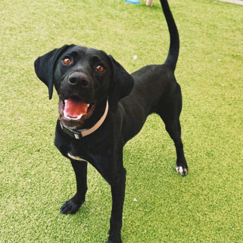 Kazoo, an adoptable Pointer, Black Labrador Retriever in Hays, KS, 67601 | Photo Image 2