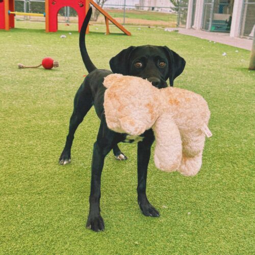 Kazoo, an adoptable Pointer, Black Labrador Retriever in Hays, KS, 67601 | Photo Image 3