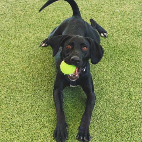 Kazoo, an adoptable Pointer, Black Labrador Retriever in Hays, KS, 67601 | Photo Image 4