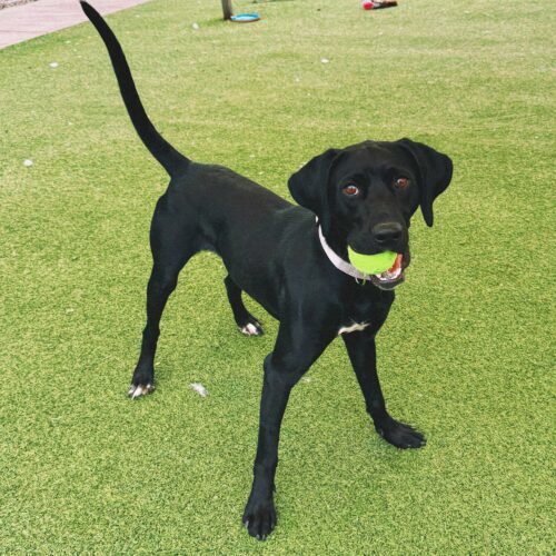 Kazoo, an adoptable Pointer, Black Labrador Retriever in Hays, KS, 67601 | Photo Image 5