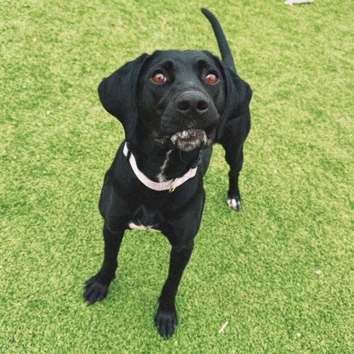 Kazoo, an adoptable Pointer, Black Labrador Retriever in Hays, KS, 67601 | Photo Image 6