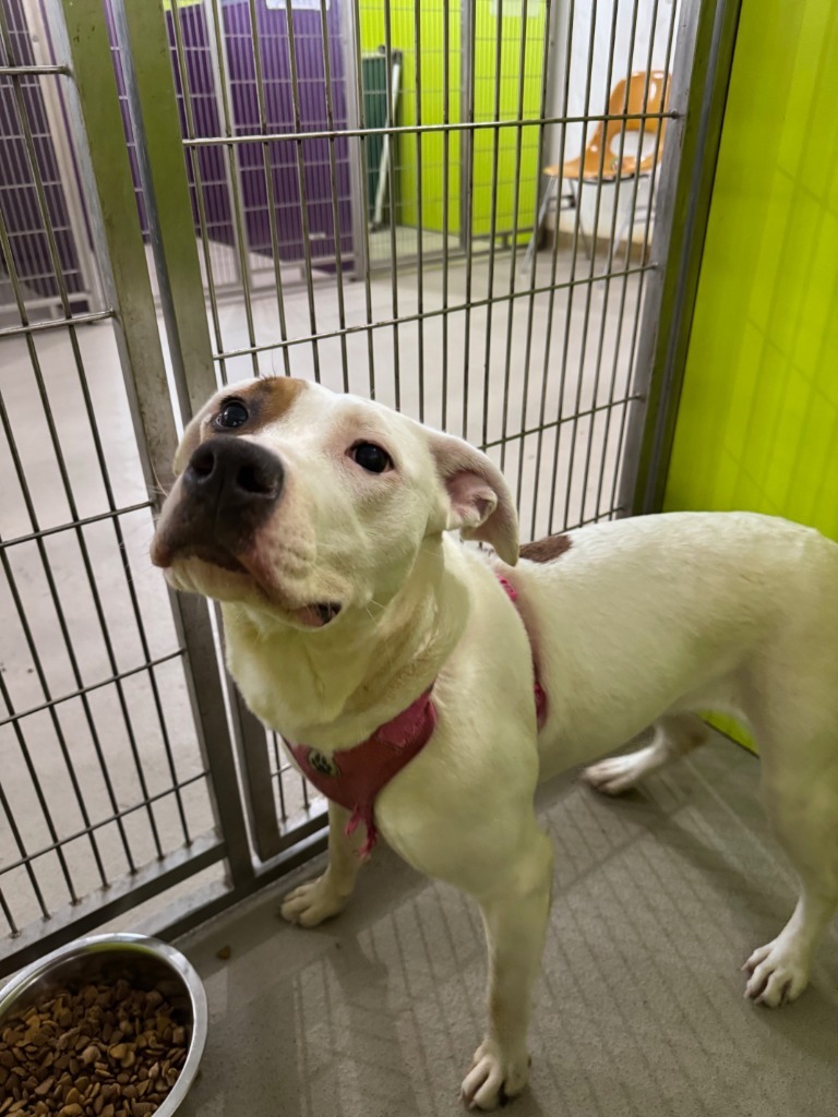 Bindi, an adoptable Pit Bull Terrier in Redwood Falls, MN, 56283 | Photo Image 1