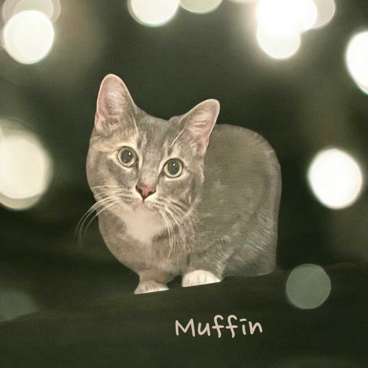 Muffin