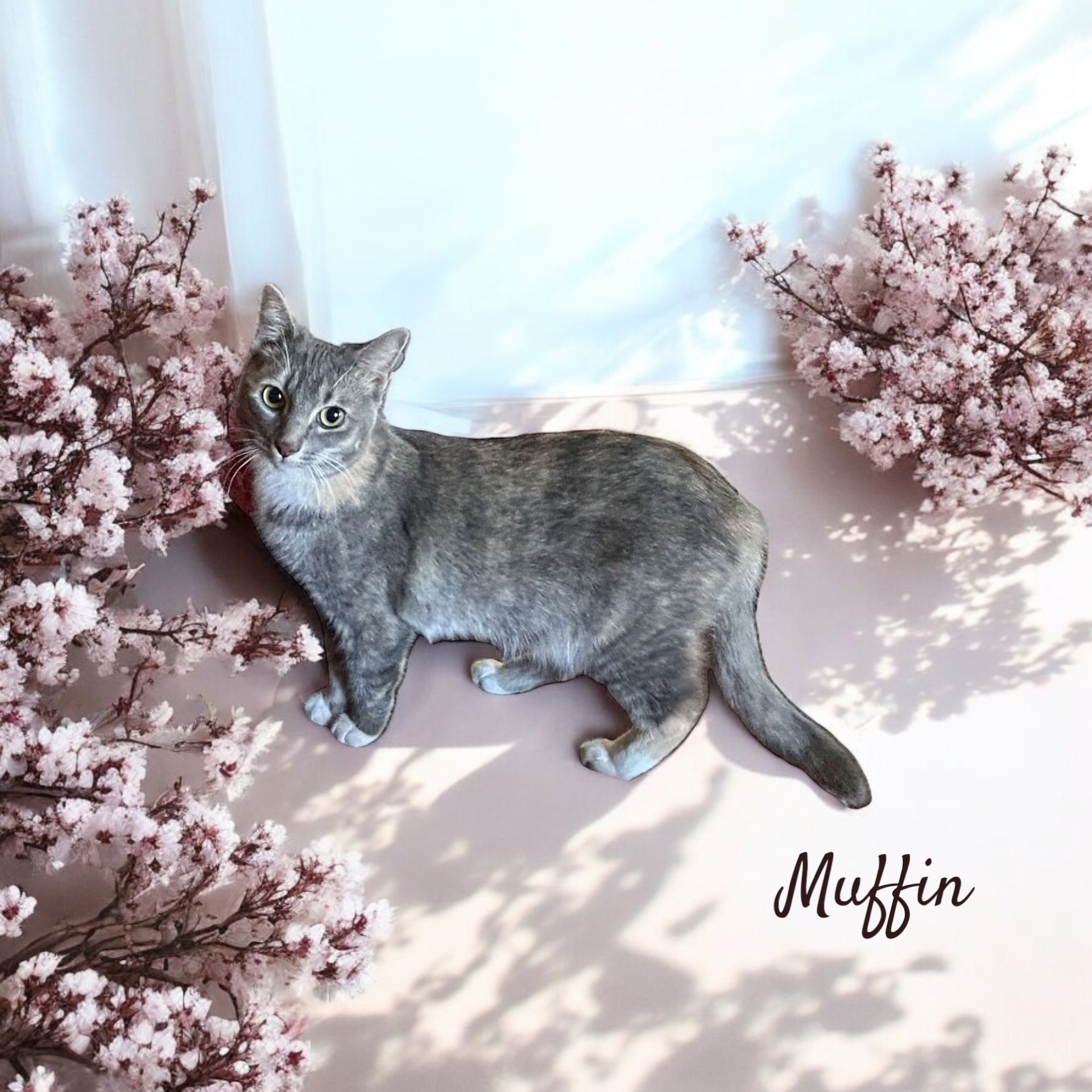Muffin
