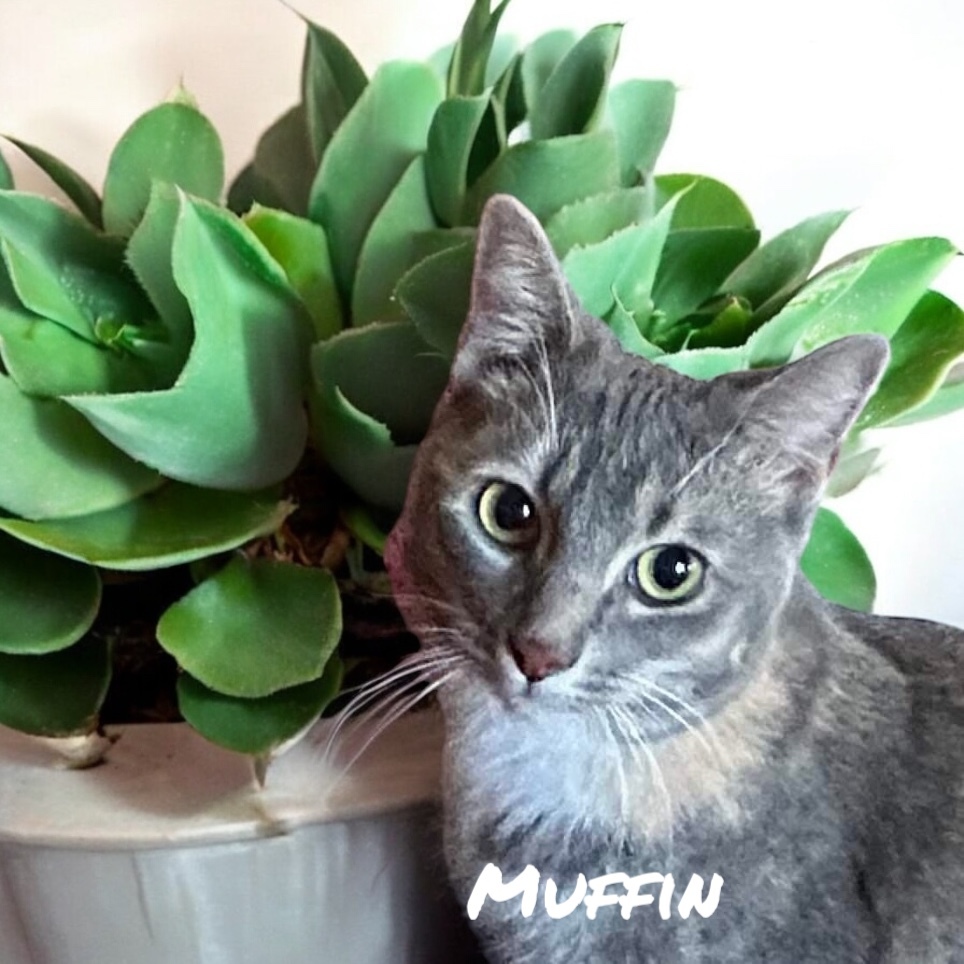 Muffin