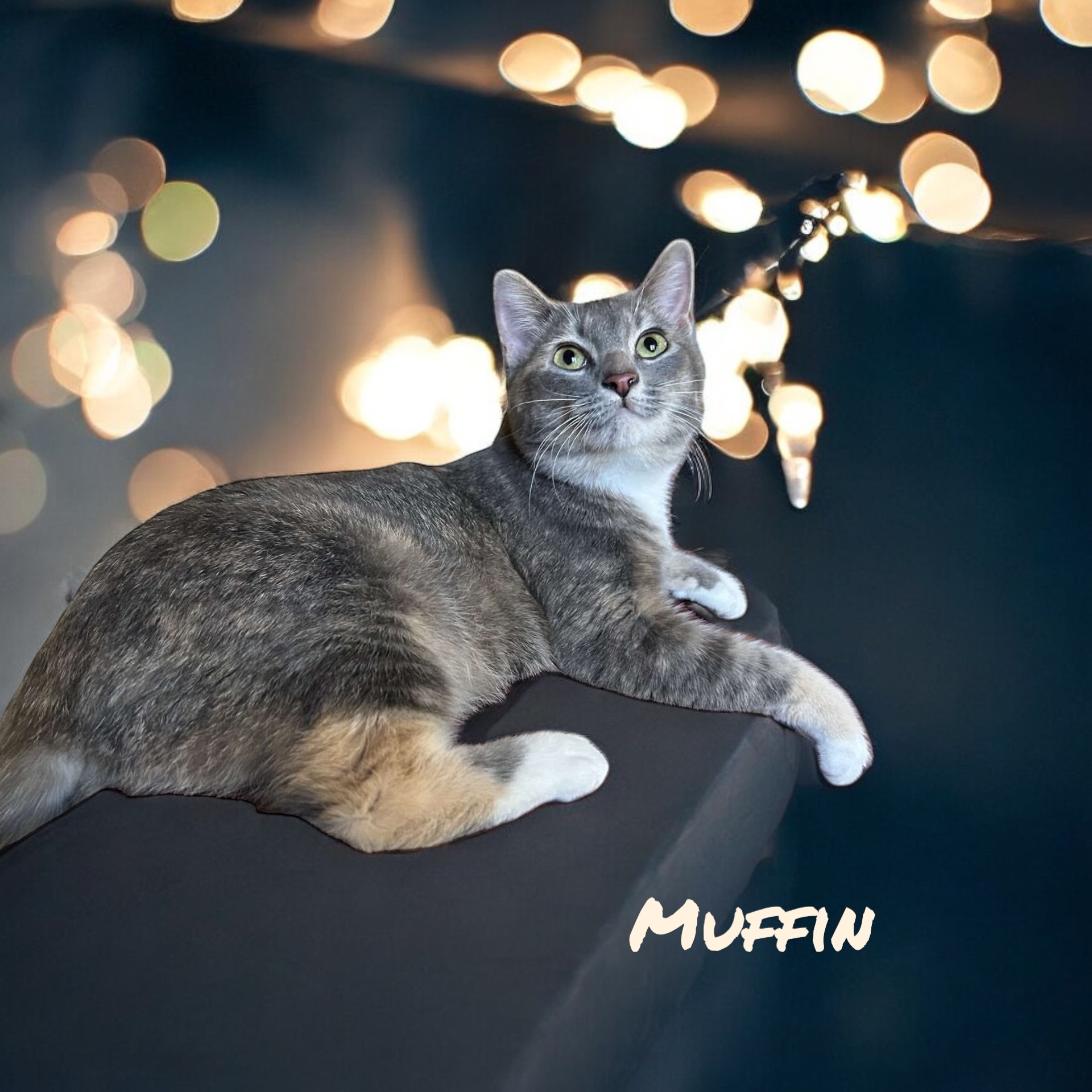Muffin